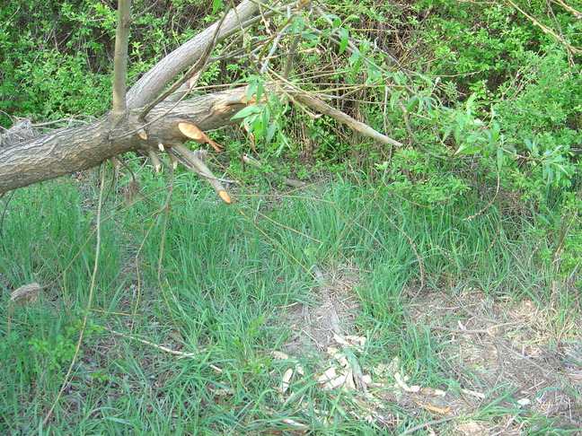 DSC08052